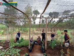 KKN-T 02 UNIRA Malang Tanam 150 Bibit Hortikultura untuk Perkuat Ekosistem Social Enterprise di Desa Sumberejo