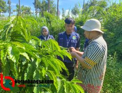 Lewat KKN-T 03 UNIRA, Potensi Kopi Desa Sumberputih Mulai Terpublikasi