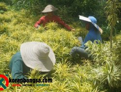 Tanpa Publikasi Digital, UMKM Bunga di Desa Sumberputih Mampu Tembus Ribuan Pesanan, Jadi Fokus Pendampingan KKN-T UNIRA